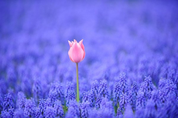 A boldogsággal kitűnni a sorból